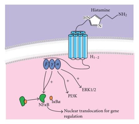 Histamine Hustle: A Quirky Cellular Adventure for Budding Biologists!